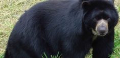Parques Nacionales Naturales de Colombia rechaza muerte de oso de anteojos en Saravena