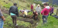 Complejo Volcánico Doña Juana Cascabel implementa viveros de especies nativas con comunidades