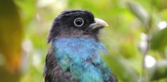 En jornada de avistamiento en el Parque el Tuparro, registradas 102 especies de aves