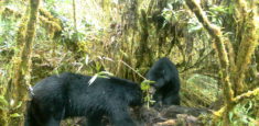 Parque Chingaza: generando nueva información sobre el comportamiento del oso andino