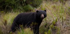 Información para el día internacional de los osos 21 de febrero de 2019
