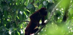 Parques Nacionales y la Fundación Botánica y Zoológica de Barranquilla estudiarán mosca que podría estar afectando a los monos colorados presentes en el Santuario de Fauna y Flora Los Colorados