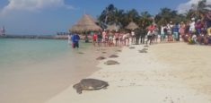 Liberadas 16 tortugas Carey y Verde en el archipiélago de San Bernardo