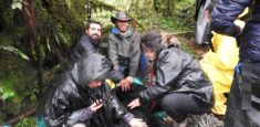 Por primera vez en el Parque Nacional Natural Chingaza se realiza marcaje satelital a un oso andino