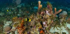 Parque Nacional Natural Corales de Profundidad realizará Rueda de Negocios y Cooperación en la ciudad de Cartagena