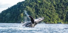 Inicia temporada de avistamiento de ballenas en la región pacífico de Colombia