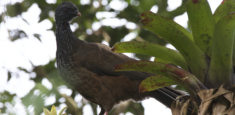 Efectos del cambio climático en las aves del Parque  Nacional Natural Chingaza