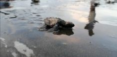 Continúa liberación de tortugas en áreas protegidas del Pacífico colombiano