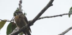 Ave nunca antes reportada en Colombia fue hallada en el Parque Nacional Natural La Paya
