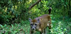 Cámaras trampa confirman la presencia de Puma y otras 23 especies silvestres en el Santuario de Fauna y Flora Guanentá Alto Río Fonce