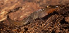 Registrada la presencia del lagarto más pequeño del mundo en el Parque Nacional Natural Tayrona