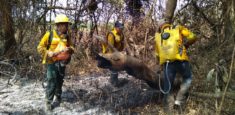Autoridades atienden incendio forestal en el Vía Parque Isla de Salamanca