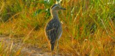 216 especies de aves registró Parques Nacionales Naturales en la Orinoquia, durante el Global Big Day