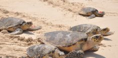 Autoridades lideran plan para recibir a las tortugas en su temporada de anidamiento y desove en Cartagena