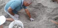 Tortugas marinas arriban a las playas del Parque Nacional Natural Tayrona para su proceso de anidación