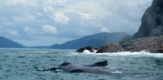 Ballenas Jorobadas comienzan a llegar al Parque Nacional Natural Utría