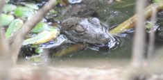 25 caimanes aguja o crocodylus acutus nacieron en el Vía Parque Isla de Salamanca