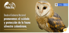 Gobierno nacional invita a los colombianos a hacer parte del #ClubDeVidaEnLaVía, iniciativa para prevenir el atropellamiento de fauna silvestre