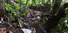 En el Caquetá, Cámaras trampa confirman la presencia del Jaguarundi en el Parque Nacional Natural Alto Fragua Indi Wasi