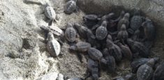 Nacen 105 neonatos de tortuga Caretta Caretta en el Parque Nacional Natural Tayrona