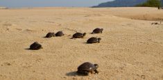Monitoreo de tortugas de río entrega avances significativos para la conservación de estas especies en el Parque Nacional Natural El Tuparro