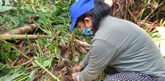 Sembradas 400 plántulas de chíparo en Mocoa, Putumayo