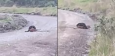 Registrado ataque de una taira a un venado soche en el Parque Nacional Natural Chingaza