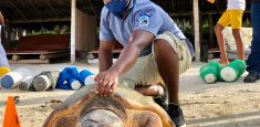 Liberadas 13 tortugas en el Parque Nacional Natural Corales del Rosario y de San Bernardo y las comunidades de Puerto Caracol y Santa Cruz del Islote