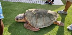 En Cartagena, se adelantan acciones para proteger a las tortugas marinas