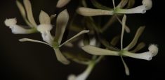 Descubren tres especies de orquídeas en los Parques Nacionales Naturales Munchique y Farallones de Cali