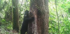 Cámaras trampa permiten avistar puma, oso andino, tairas y 12 especies silvestres más, en el Parque Nacional Natural Tatamá