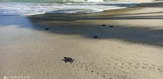 La vida se abre camino: nacieron 116 neonatos de tortuga Carey en el Parque Nacional Natural Tayrona