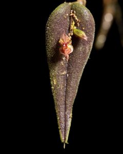 ​Descubren una nueva especie de orquídea miniatura para la ciencia en el Parque Nacional Natural Farallones de Cali