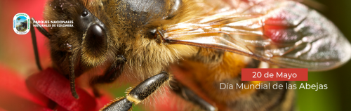 Las abejas vitales en la supervivencia de los ecosistemas