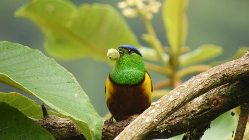 Colombia nuevamente en el primer lugar en avistamiento de aves en el mundo